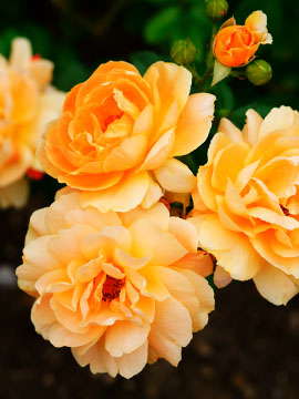 Debra Hache, Grand Mira North